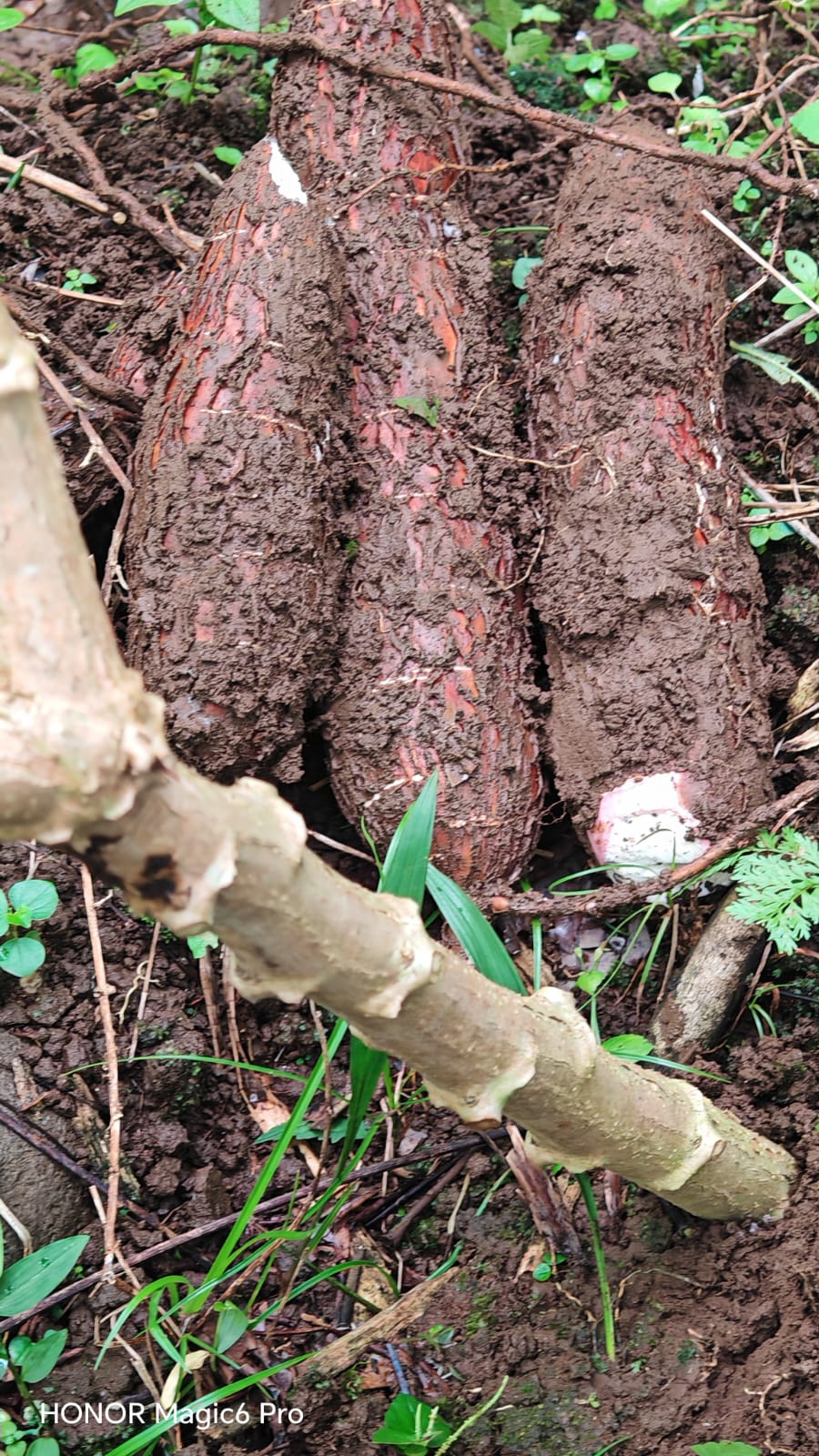 Yuca